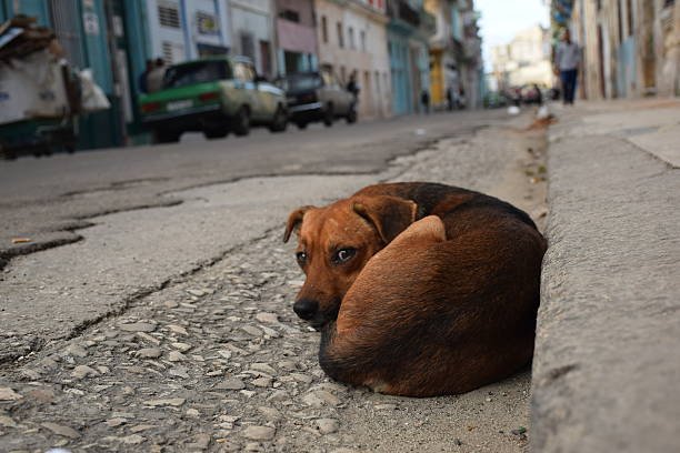 La Ciudad tendrá un servicio público de cremación de animales